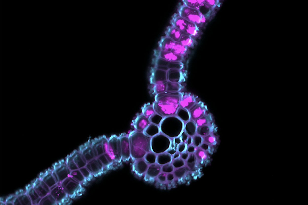 Research – Brady Lab