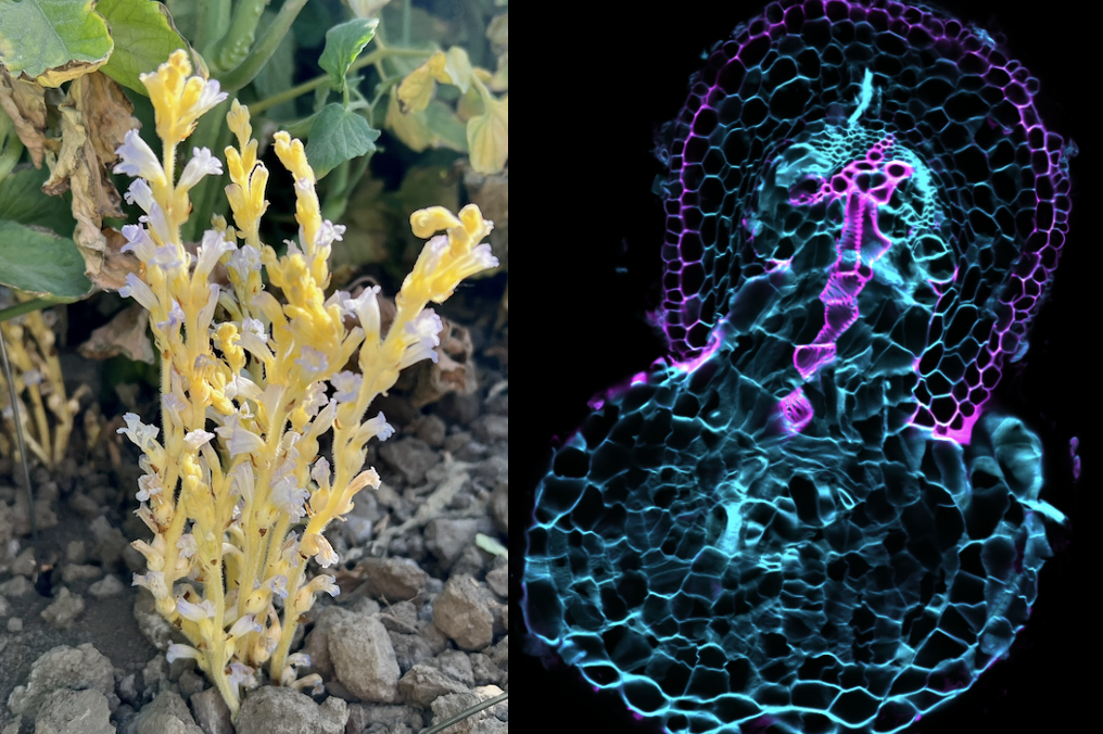 Research – Brady Lab